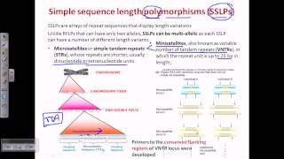 Simple sequence length polymorphism SSLP [upl. by Esinert]