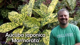 Aucuba japonica Marmorata [upl. by Biddick]