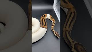 Pied Ball Python shorts shortsfeed shortvideo fyp [upl. by Holms]