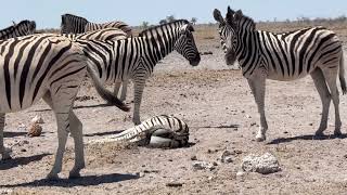 Day 2 I Etosha National Park Namibia 🇳🇦 [upl. by Emmer]