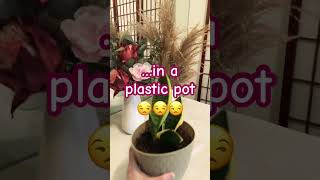 I regret plastic pots sustainability ecofriendly changeyourenvironment [upl. by Elocin]