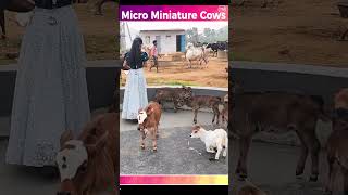 Mini cows Goshala video farming animals india youtube dance viral trending [upl. by Sackey130]