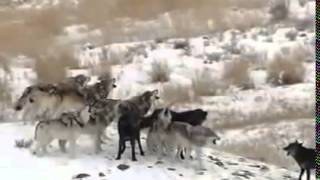 National Geographic Wolves A Legend Returns to Yellowstone 2000 [upl. by Jillene]