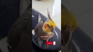 Monty singing his tweety bird song 😄 Cockatiel singing monty viralshort [upl. by Medor]