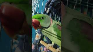 parrot playing ❤️ parrrot parrotvideo parroteatingfoods parrot parrottalking parrotlovers [upl. by Adnirual260]