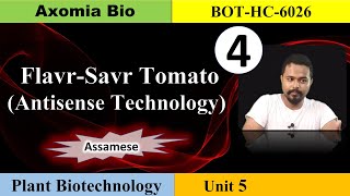 Flavr Savr TomatoApplications of Biotechnology6th sem Botany Assamese Dr Rajib BorahAxomia Bio [upl. by Hillman]