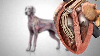 Canine Heartworm Disease [upl. by Wolfie]