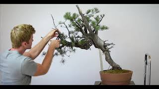 ASMR Bonsai  Pinyon Pine [upl. by Llenrep327]