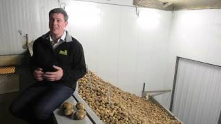 Simplot Innate GM potatoes [upl. by Tucker]