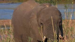 Elephants from hotel viewpoint [upl. by Elok]