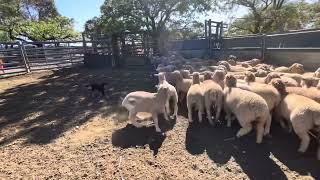 Young kelpie pup working sheep [upl. by Nwahsud]