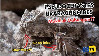 Pseudocerastes urarachnoides ULAR VIPER dan LABALABA bergabung dalam satu tubuh Simak faktanya [upl. by Aisila]