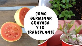 Como germinar Guayaba rosa y crecerlo en maceta  How to germinate pink guava and grow it in a pot [upl. by Bailar]