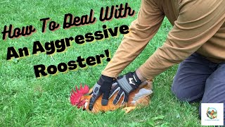 How To Put An Aggressive Rooster In Its Place [upl. by Gwennie931]