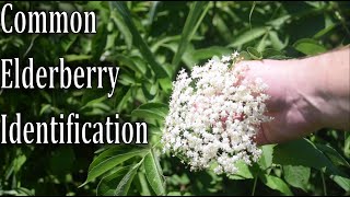 How To Identify Common Elderberry Sambucus canadensis [upl. by Grubb]