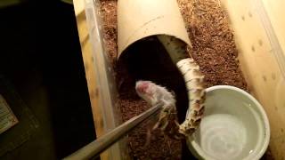 Puff adder Lake Nakuru striking for mouse full speed [upl. by Eedrahs200]