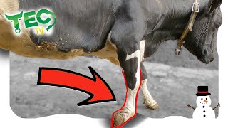 COW COMPLETELY KNUCKLED OVER on her HOOF [upl. by Hayyim]