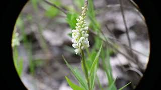 Polygala senega Seneca Snakeroot [upl. by Adnahsor]