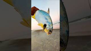 October Pompano Vilano Beach SurfFishing Pompano VilanoBeach [upl. by Nyrahtak989]