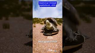 Voiko kilpikonna irrottaa kuorensa 🐢shorts shortvideo [upl. by Suzy]