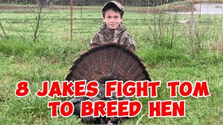 ARKANSAS YOUTH TURKEY HUNT 8 JAKES FIGHT TOM TO BREED HEN [upl. by Eanod]