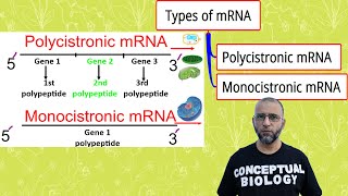 Polycistronic mRNA amp Monocistronic mRNA with Dr Sohail Jamil Qureshi l MDCAT Biology l AP Biology [upl. by Sapphira]