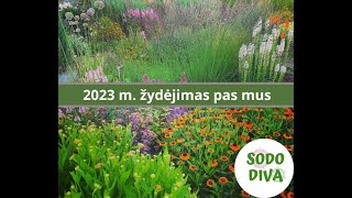 SODO DIVA Daugiametės gėlės ir augalai Daugiamečių gėlių gėlynai 2023 m [upl. by Garvey]