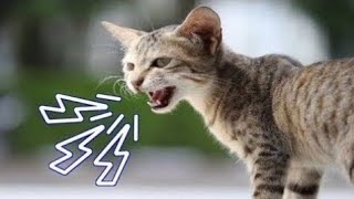 Male Cat Mating Call  Female Kitten Sound  Female Cat Calling For Male [upl. by Oettam]