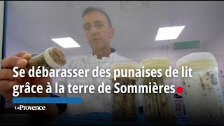 Se débarasser des punaises de lit grâce à la terre de Sommières [upl. by Odnavres]