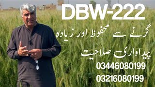 DBW222 NONLODGING amp HIGH YIELDING WHEAT VARIETY [upl. by Pyotr]