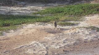 Burrowing owl running 2 [upl. by Akilaz]