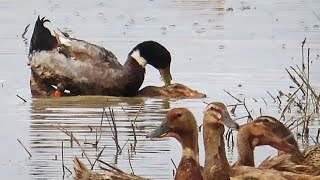 duck mating 🦆duck mating in water  duck mating sound duck mating ducksound ducks birdwatching [upl. by Lancey174]