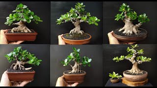 20 INSPIRASI BONSAI DOLAR MIKRO  karya resya27 [upl. by Nus]