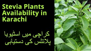 Al Jannat Nursery Visit  Stevia Plants Price amp Availability in Karachi  June 2022 [upl. by Arem137]