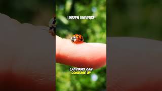 Ladybugs shorts unseenuniverse [upl. by Behrens221]