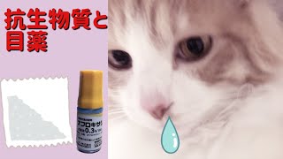 猫風邪は早めに対処！抗生物質と目薬で治療中 [upl. by Arah]