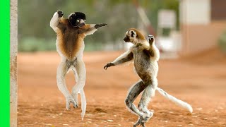 Funny Dancing Sifaka Lemurs of Madagascar  Love Nature [upl. by Aliam53]