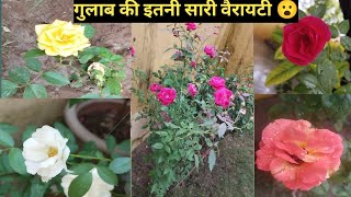 rose variety in my garden  गुलाब की इतनी सारी वैरायटी 😮 rose plant care tips  rose plant care [upl. by Sancha707]