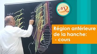 Anatomie de la région antérieure de la Hanche cours [upl. by Sheryl]