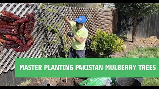 Grow Like a Pro  Mastering Pakistan Mulberry Tree Planting Secrets [upl. by Adnerb851]