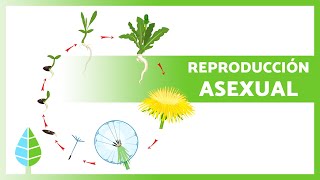 La REPRODUCCIÓN ASEXUAL de las PLANTAS 🌿🌸 Características Tipos y Ejemplos [upl. by Croydon]