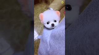 How to order a Pomeranian dog  Lily dog  Pomeranian dog  teacup dog trending shorts viral [upl. by Ailad655]