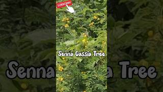 Flower acaciacassia senna plantcassia flowerRinkutimevlogviraltrandingshortsshort [upl. by Ailana]