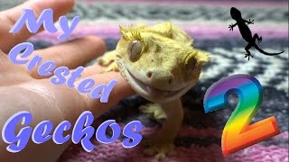 ♤ My Crested Geckos 2 ♤ [upl. by Prudhoe]