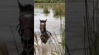 caballos nadando por estero💞🐎llanera vaquero horse llano caballos cowgirl short [upl. by Aerbas]