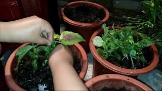 Coleus Plant Propagation Outdoor from Cuttings [upl. by Josephine132]