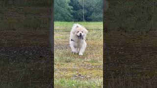 Bella Chow Chow running towards Dad after he hid behind a post [upl. by Ahseneuq]