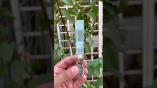 Natural Terminated Aquamarine Crystal aquamarine crystals specimen gemstone crystalshop [upl. by Babbie]