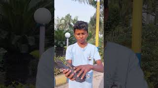 Pigeon training video ♥️ pigeon viral video pigeon kabutar birds trending shortsfeed shorts [upl. by Atilamrac409]