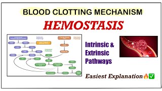 Hemostasis amp Blood Coagulation Physiology  Blood Clotting Mechanism  Intrinsic amp Extrinsic Pathway [upl. by Siddon]